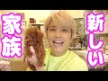 【重要】手越家に新たな愛娘・ティファが仲間入りしました!🐶