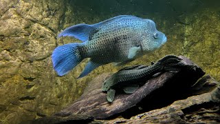 The Dovii Cichlid : America's Largest Cichlid