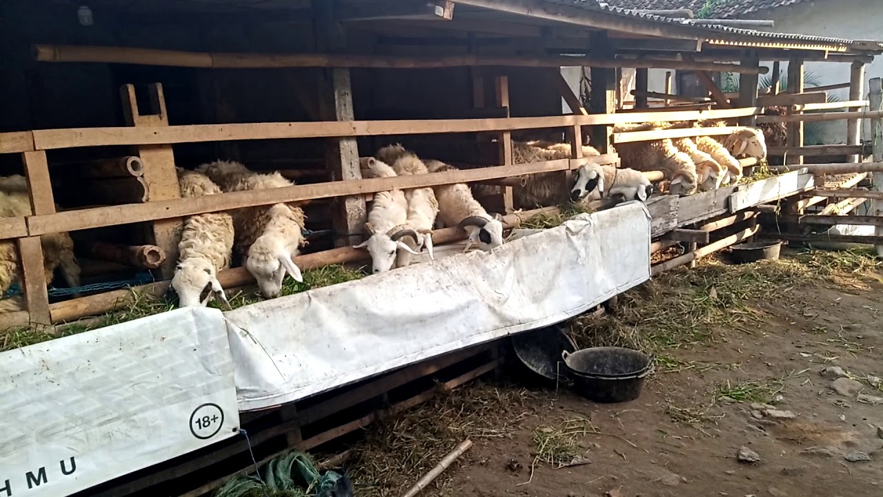 Jual kambing kurban prambanan sleman klaten - YouTube