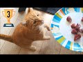 Cat Cody&#39;s purrsonal top 3 of Favorite Treats