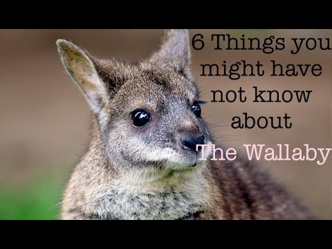 Video: Wallaby: Neke Značajke Vrste