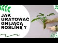 Jak uratować PRZELANĄ GNIJĄCĄ roślinę. Jak uratować roślinę bez korzeni lub ze zgniłymi korzeniami?