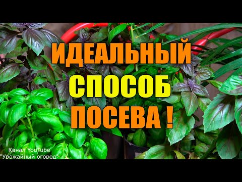 БУКЕТНЫЙ СПОСОБ ПОСЕВА И ВЫРАЩИВАНИЯ БАЗИЛИКА!