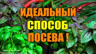 БУКЕТНЫЙ СПОСОБ ПОСЕВА И ВЫРАЩИВАНИЯ БАЗИЛИКА!