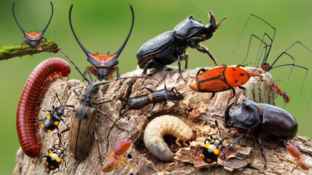 find unique insects in the wild