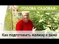 Голова садовая - Как подготовить малину к зиме