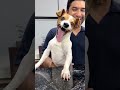 Smiling Dog #dog #funnyvideos #dogsoftiktok #fyp #usa🇺🇸