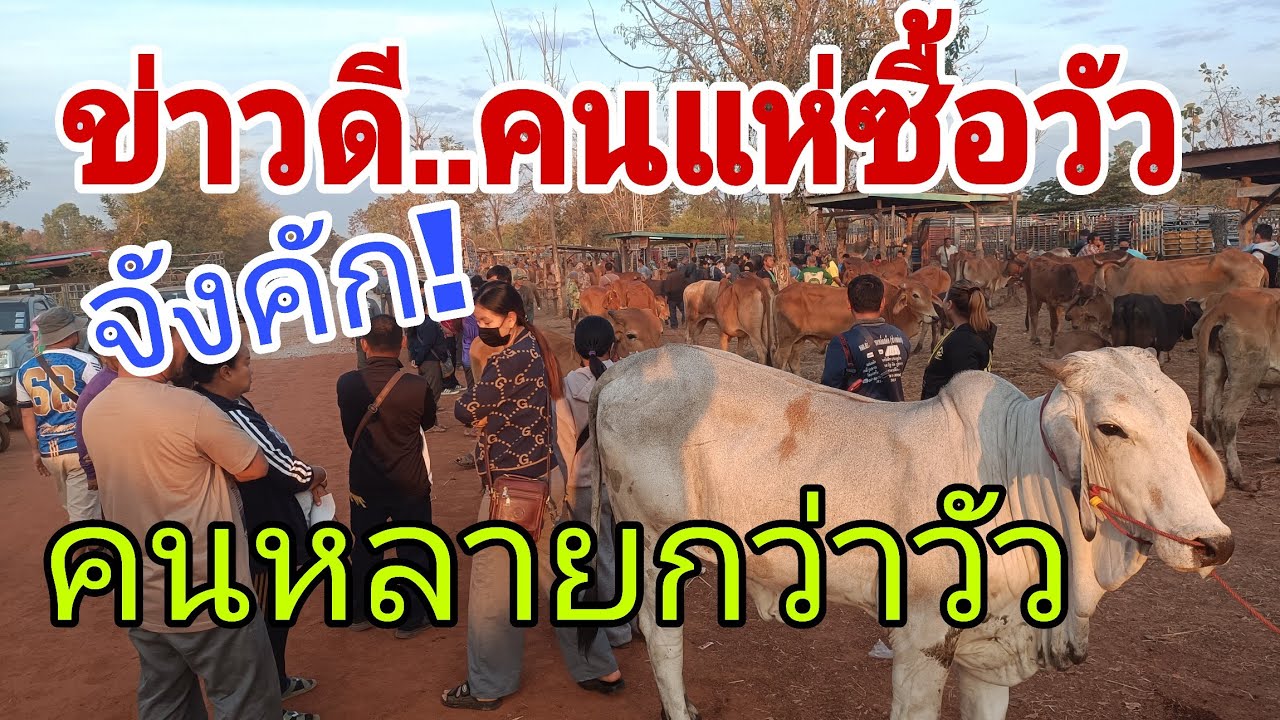 ไม่น่าเชื่อ!คนเยอะกว่าวัว แห่ซื้อรับวันวาเลนไทม์ ราคาวัว เสาร์ 14 ก.พ.69