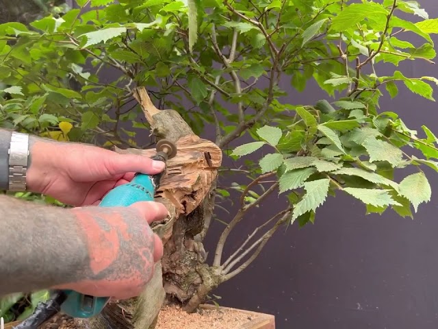 Carving an Elm bonsai in 1 minute class=