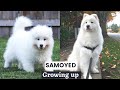 Samoyed Puppy growing up TimeLapse - Life of a Samoyed Dog Breed