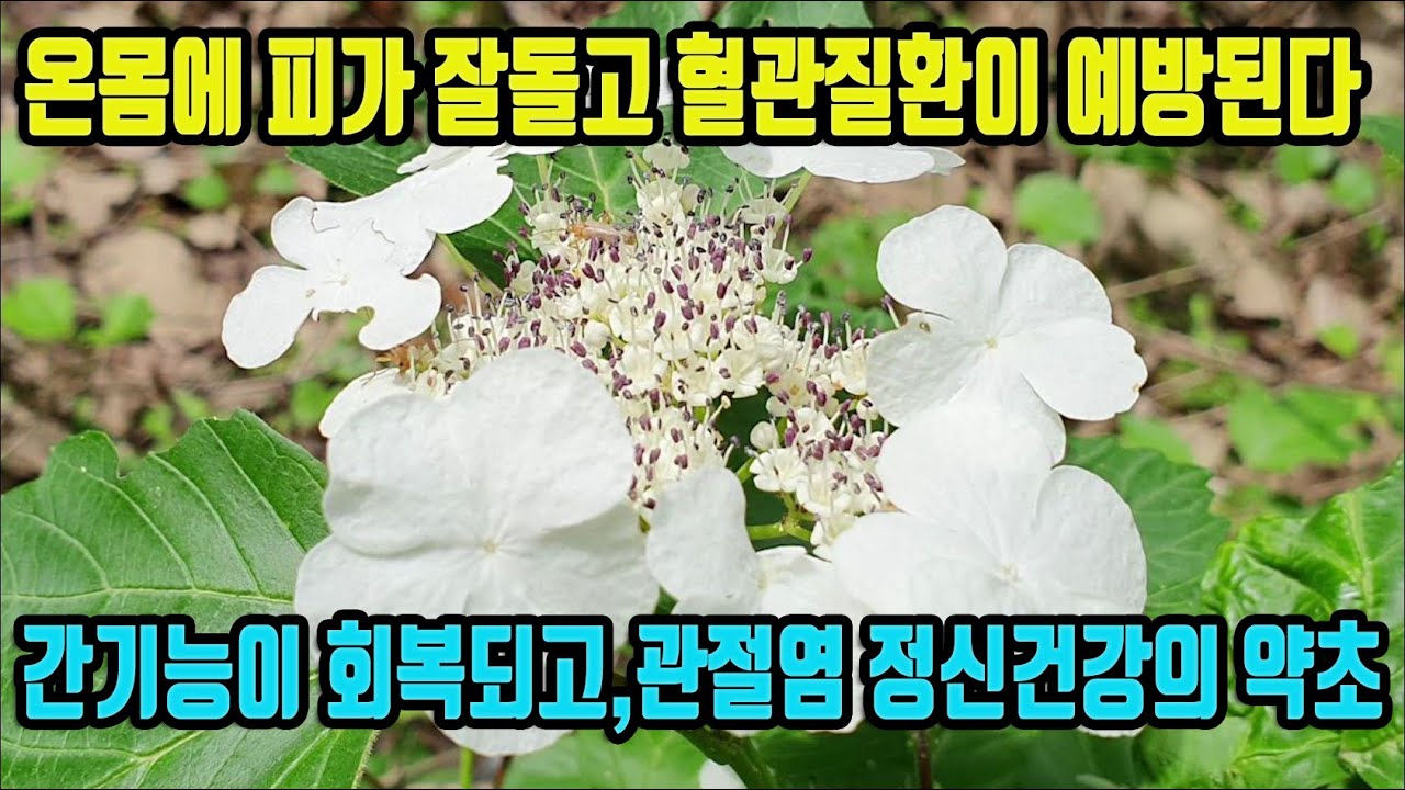 백당나무-혈액순환이 촉진되고 고혈압등 혈관질환에 효능이 있고, 손상된 간기능이 회복되며, 관절염, 정신건강에 효능있는 약초
