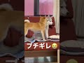 柴犬にしっぽビンタしてしまいブチギレられるシベリアンハスキーの子犬 #shorts