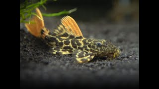 My New Rare Pleco (L600 LEOPARD CACTUS PLECO)