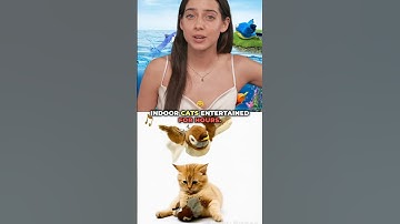 Keeping Indoor Cats Entertained with the KreizyGo Flapping Wings Sparrow Cat Toy