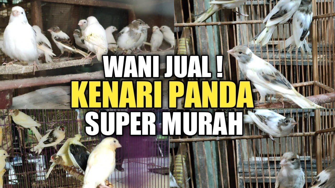 GILA KIOS INI ! JUAL KENARI PANDA SUPER MURAH, panda loper,panda AF, panda AFs,panda F1,PB PRAMUKA
