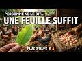 Finies les croquettes coûteuses plantez cette feuille et vos poules pondront plus d’œufs
