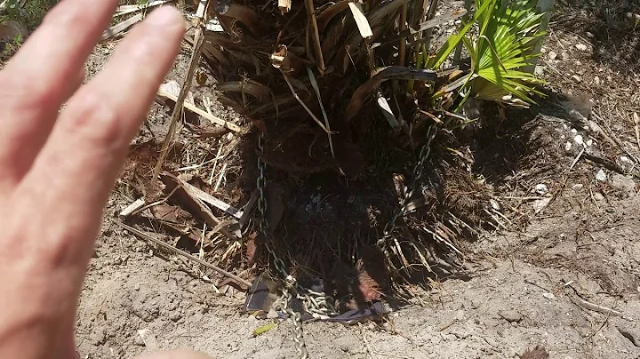 Shed wars:A look at some sub tropical and tropical species of plants n trees