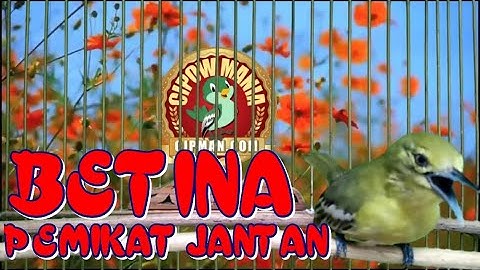 Suara SIRTU / CIPOH BETINA GACOR Memanggil Jantan 100% Ampuh untuk Memancing Sirtu Jantan AGAR GACOR