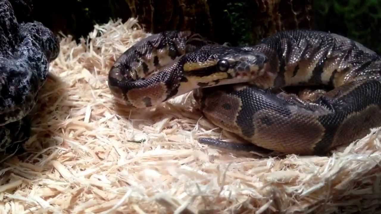 camera iphone 8 plus apk Kratos hang in there buddy