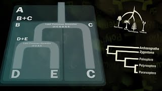 How to Read a Phylogenetic Tree (with JG Science)