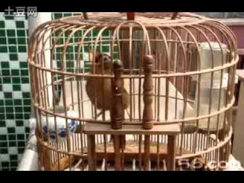 mi mai cuc dinh.flv