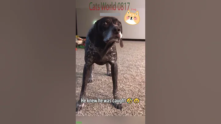 Watch the video about Funny Cat 😻 Cute Cats Kittens 🙀 # Part 7135