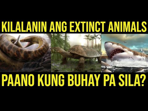 Video: Paano Nabubuhay Ang Mga Lobo