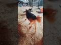 Panther is come back black German shepherd dog loyal dog#shortsfeed