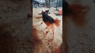 Panther is come back black German shepherd dog loyal dog#shortsfeed