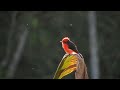 One Hour Relaxing BirdsongㅣSinging bird