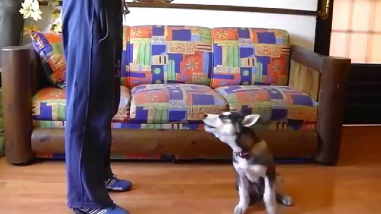 entrenamiento y trucos para tu perro (husky siberiano de 3 meses) - YouTube