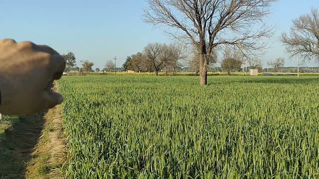 खेत 🏞️💕का मनमोहक दृश्य आज दोपहर का || हरियाणा जिला सिरसा ||♥️♥️💗💗