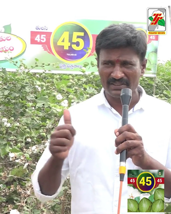 Tulasi 45 BG2 Outstanding Cotton High Yield Variety YouTube tulasi-45-bg2-outstanding-cotton-high-yield-variety-youtube