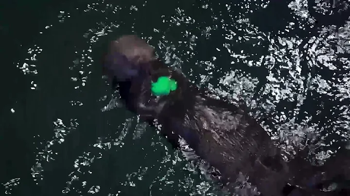Happy Saint Patrick's Day from Shedd Aquarium
