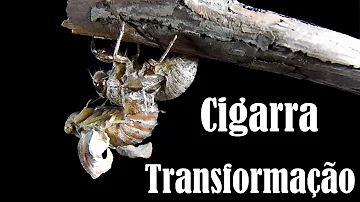 Porque a cigarra explode?