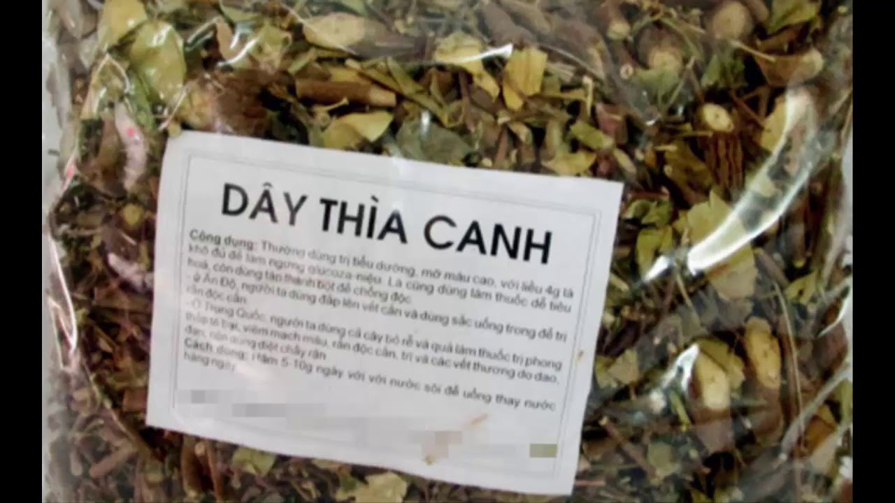 Dây thìa canh và những tác dụng ít biết - Nhận dạng cây thuốc
