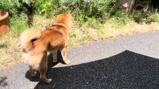 : レストランでは蜂を追っかけ過ごす犬