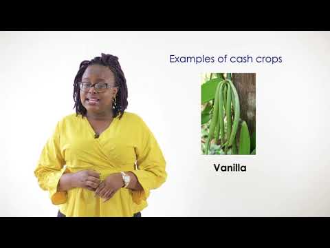 Video: Cosa significa cash crop negli studi sociali?