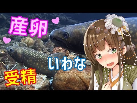 【ガチ解説】いわな娘が岩魚の産卵行動を覗き見してきた❤