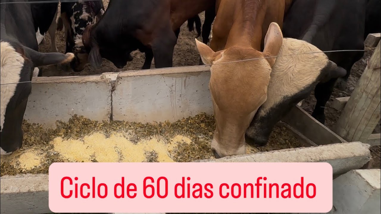 Será que vale a pena gado cruzado no confinamento? vamos encerrar em 54 dias 
