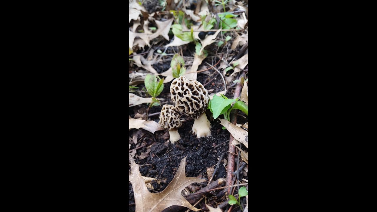 First Indiana Morels of 2023! YouTube