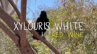 Xylouris White 'Red Wine'