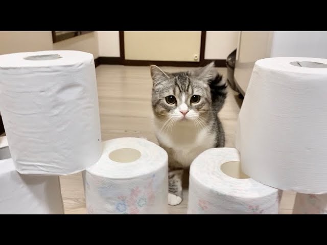 障害物は倒さず通れるはずなのに運動音痴の猫がやったら W Youtube 障害物は倒さず通れるはずなのに運動音痴の猫がやったら W Youtube