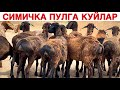 Сотилди!🤝🤝🤝🤝🤝🤝Хаммага Рахмат 