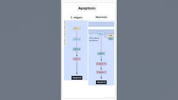 Apoptosis #csir2023 #csirnet #lifescience #education #educationalshort #cellbiology #important #new