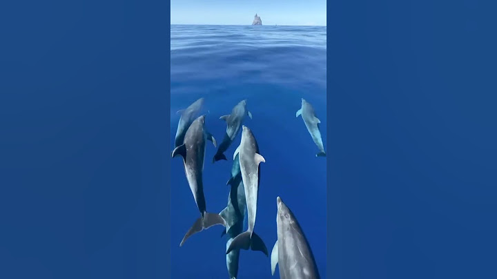 Dolphins: The Ocean's Psychopaths