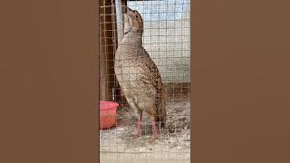 صوت صفرد باكستاني