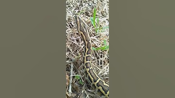 Burmese python handling tips and tricks with kpreptiles 💯‼️