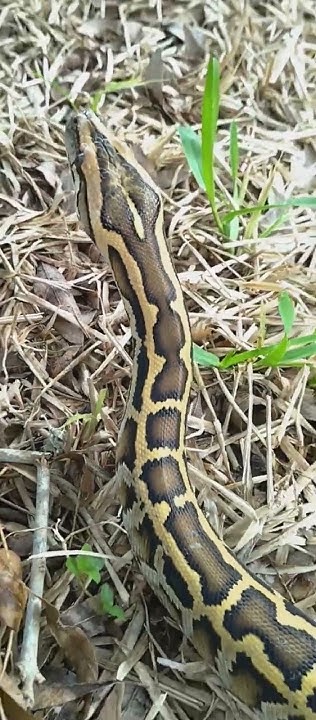 Burmese python handling tips and tricks with kpreptiles 💯‼️ - YouTube