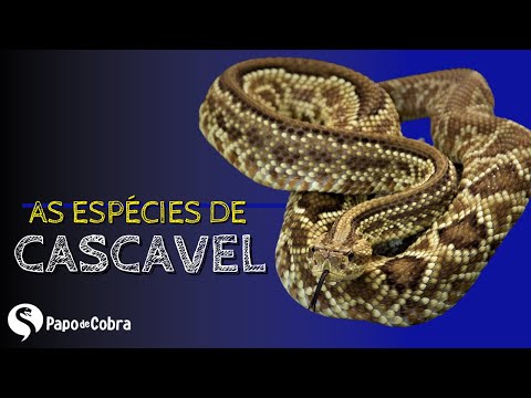 Vídeo: Onde vivem as cascavéis pigmeus?